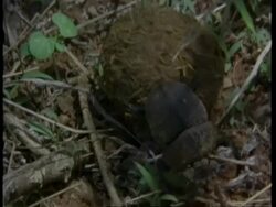 MS dung beetle rolling dung ball, Kenya Stock Footage