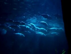 HD: underwater and group of  fish Stock Footage