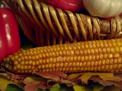 Autumn vegetables composition Stock Footage