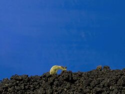T/L Runner bean (Phaseolus coccineus) germinating and growth Stock Footage