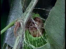 CU Silkworm larvae, Bombyx mori, weaving silk Stock Footage