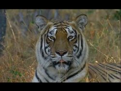 CU Bengal tiger yawning, Bannerghata NP, India Stock Footage