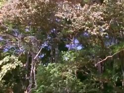 Rainforest layers, crane shot of canopy to understorey, trees, epiphytes etc, Panama, Central America Stock Footage
