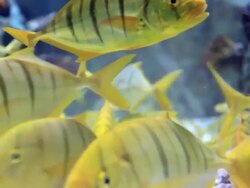 Yellow fish Stock Footage