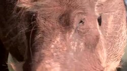 A warthog squints and twitches its ears. Stock Footage