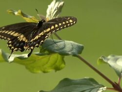 Black butterfly perching on a flower Stock Footage