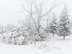 Winter Landscape | Loopable Stock Footage