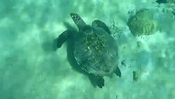 Madagascar underwater sea turtle coral reef fish swim giant clam Stock Footage