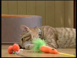 Pet cafes are popular in Japan News Clip