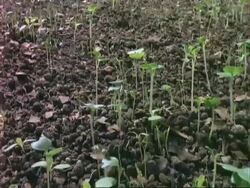 T/L track over seedlings growing in drought conditions Stock Footage