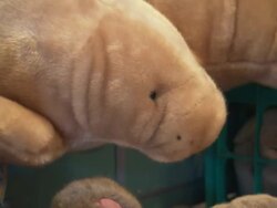 Manatee (Trichechus manatus) Toy Store, stuffed Manatee (Trichechus manatus) toys, Florida, North Atlantic Ocean  Stock Footage