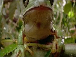 Green tree frog (Hyla arborea), Andalucia, Spain Stock Footage