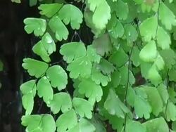 Maidenhair Fern Stock Footage