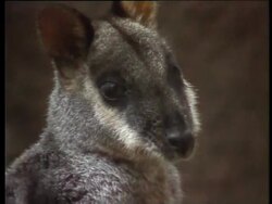Rock Wallabies, Possums, Wombats Instructional Video