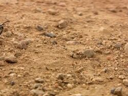 Beetle Stock Footage