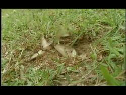 Winged and non winged Termites emerging from hole in ground, low angle medium wide, Nagarahole, India Stock Footage