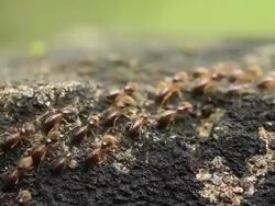 Termites Parade Stock Footage