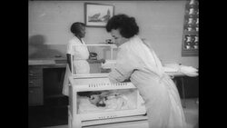 Gorilla Born at Dallas Zoo Stock Footage