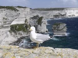 WS Shot of Seagull in front of Limestone cliffs / Bonifacio, Corsica, France Stock Footage