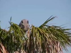Heron Building Nest in Top of Palm Tree Stock Footage