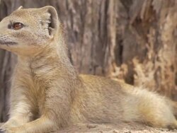 Wild Animals Stock Footage