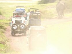 Wildlife viewing in Africa on Ngorongoro Safari Tour Stock Footage