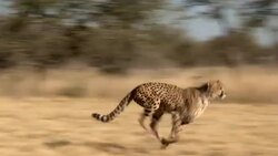 A cheetah sprints across the savanna. Stock Footage