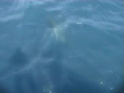 PAL: Dolphin Stock Footage