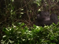 Wide Shot- Gorillas Stock Footage