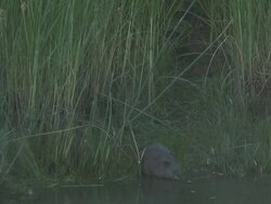 River rat 19 - HD 1080/60i Stock Footage