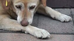 HD: Dog Scratching Stock Footage