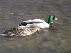 Ducks on a river Stock Footage