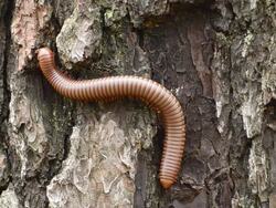 Millipede Stock Footage