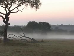 Sunrise in the bush Stock Footage