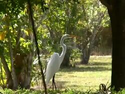 White Crane Habitat Stock Footage