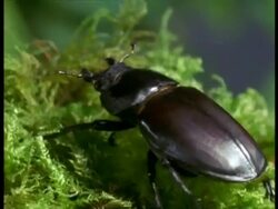 CU Female Stag Beetle (Lucanus cervus) walking across moss, England Stock Footage