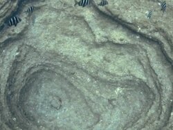"Zebra bream swimming near crater in ocean floor, Tenerife" Stock Footage