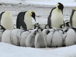 MS Emperor Penguin chicks forming huddle with adults surrounding  chick and One adult is feeding its chick / Antarctica Stock Footage