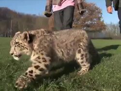 UK's Most Successful Wild Cat Breeding Centre Stock Footage