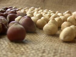 Hazelnuts Stock Footage