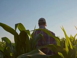 WS CS Farmer Rejoicing In The Field Stock Footage