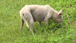 CLEAN : Rescuers race to save animals from Bali volcano News Clip