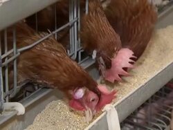 CU Hens pecking feed from trough outside  / Anseong, Gyeonggi-do, South Korea Stock Footage