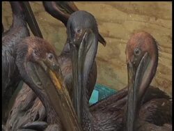 The group caring for oily pelicans rescued from the Gulf says the birds seem to be doing well despite an intense cleaning process.  But the animal rehabilition expert over that operation says some smaller species are having a tough time. News Clip