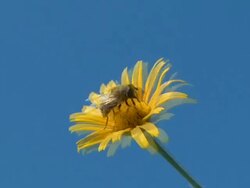 Bee in spring Stock Footage