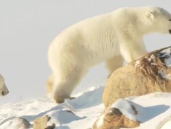 MS TS Two polar bears walking on snow playing and fighting / Churchill, Manitoba, Canada  Stock Footage