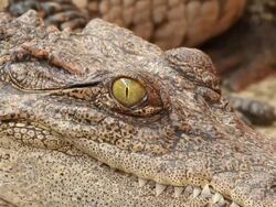 Crocodile Stock Footage