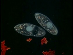 CU microscopic view of two Paramecium Stock Footage