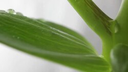 Water droplets fall on Lily Stock Footage