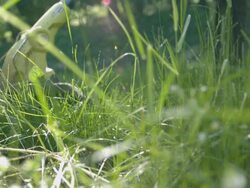 CU SLO MO Shot of man cutting wees and grass with weed wacker / Morristown, New Jersey, United States Stock Footage